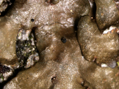 Xanthoparmelia verruculifera