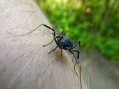 Egaenus convexus