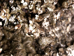 Xanthoparmelia verruculifera