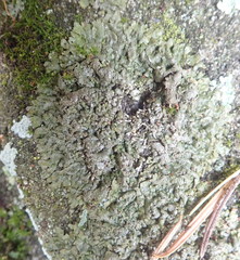 Xanthoparmelia verruculifera