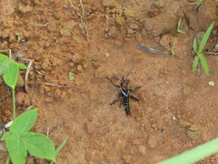 Tropidacris collaris