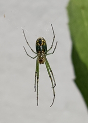 Leucauge venusta