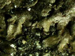 Xanthoparmelia verruculifera