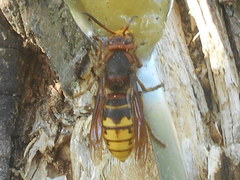Vespa crabro crabro