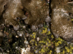 Xanthoparmelia verruculifera