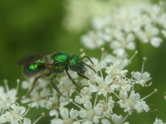 Augochloropsis viridula