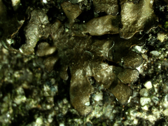 Xanthoparmelia verruculifera