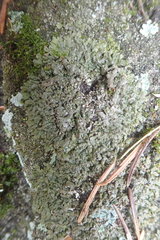 Xanthoparmelia verruculifera