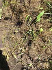 Thamnophis sirtalis tetrataenia