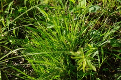 Dichanthelium depauperatum