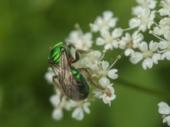 Augochloropsis viridula
