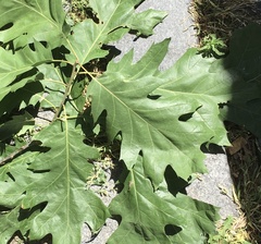 Quercus rubra