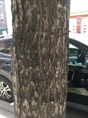 Quercus rubra
