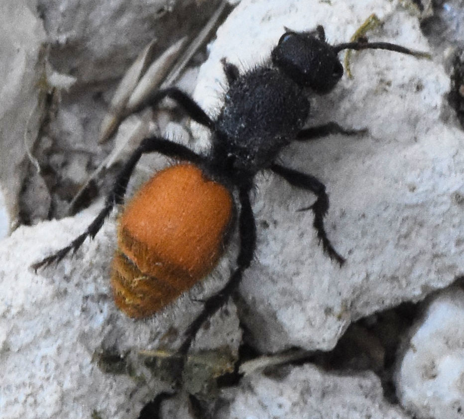 Dasymutilla waco