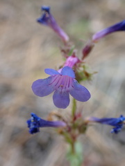 Penstemon pruinosus
