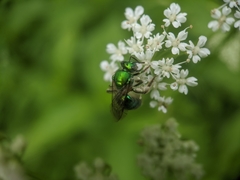 Augochloropsis viridula