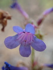 Penstemon pruinosus