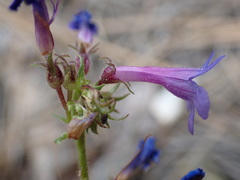 Penstemon pruinosus