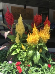Celosia argentea plumosa