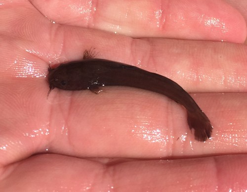 Black madtom (Noturus funebris) — Ictaluridae — 3