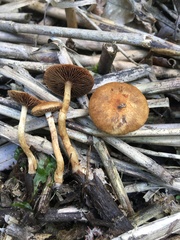 Pholiota conissans