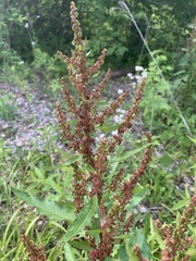 Rumex