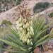 Yucca baccata - Photo (c) Gregory Luna,  זכויות יוצרים חלקיות (CC BY-NC), uploaded by Gregory Luna