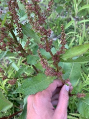 Rumex
