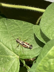 Dendrotettix quercus