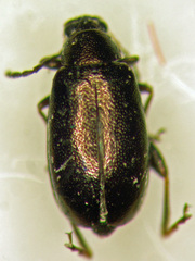 Phyllotreta