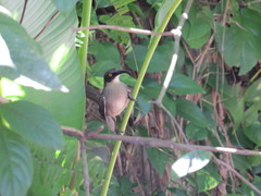 Cinclocerthia gutturalis macrorhyncha