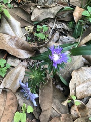 Stokesia laevis