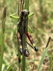 Dendrotettix quercus