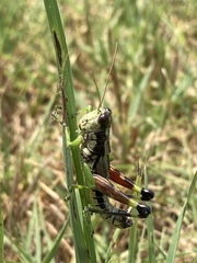 Dendrotettix quercus