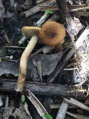 Pholiota conissans