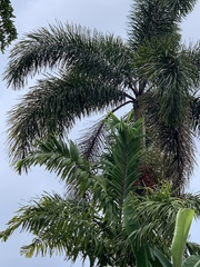 Pseudophoenix sargentii