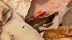 Probergrothius nigricornis