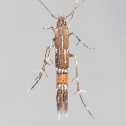 Beautiful Cosmopterix Moth