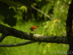 Certhiaxis cinnamomeus