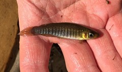 Fundulus nottii