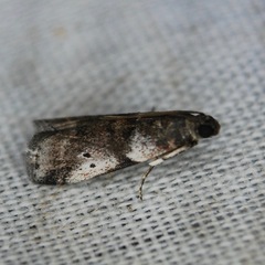 Acrobasis vaccinii