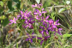 Zeltnera beyrichii