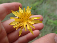 Crepis atribarba
