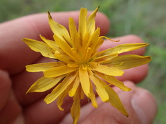 Crepis atribarba