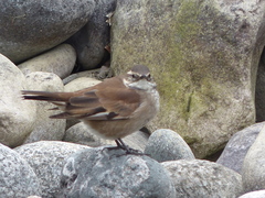 Cinclodes atacamensis