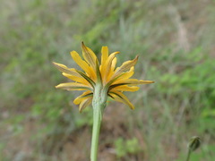 Crepis atribarba