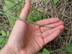 Crepis atribarba