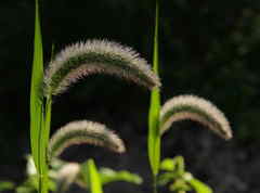 Setaria viridis major