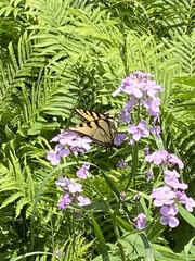 Papilio canadensis × glaucus