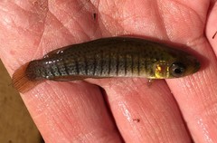 Fundulus nottii